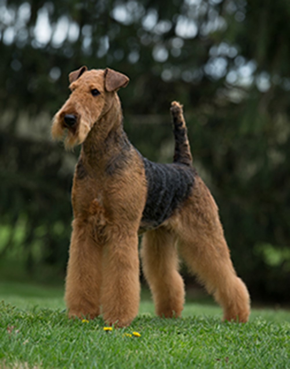 Airedale Terrier Grooming airedale-terrier-grooming