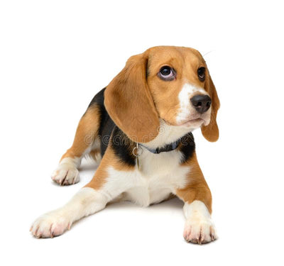 Beagle Guide, Origin, Characteristics, and Personality