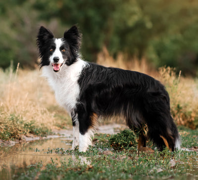 Border Collie Guide, Origin, Characteristics, and Personality