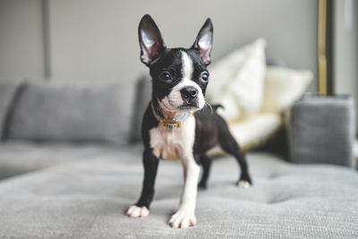 Boston Terrier Guide, Origin, Characteristics, and Personality