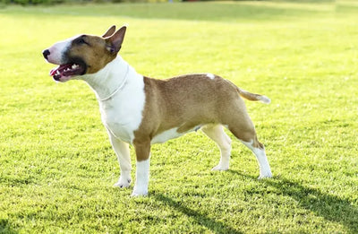 Bull Terrier Guide, Origin, Characteristics, and Personality