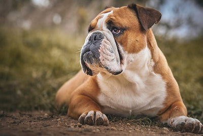 Bulldog Guide, Origin, Characteristics, and Personality