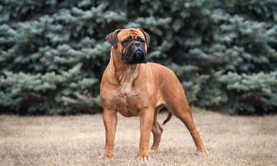 Bullmastiff Guide, Origin, Characteristics, and Personality