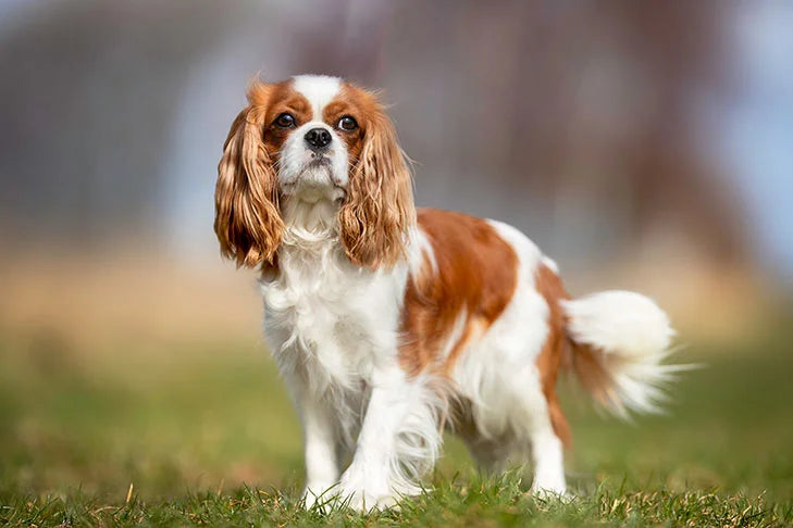 Best dog food for king charles cavaliers clearance