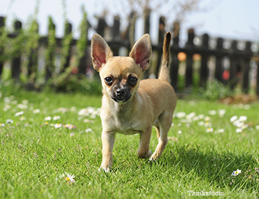 Chihuahua Guide, Origin, Characteristics, and Personality