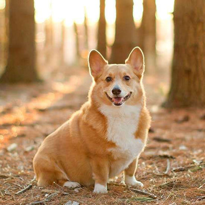 Corgi Guide, Origin, Characteristics, and Personality
