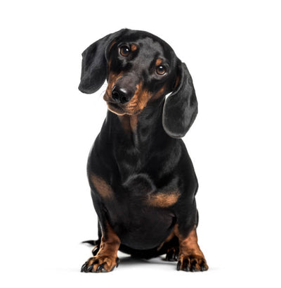 Dachshund Guide, Origin, Characteristics, and Personality