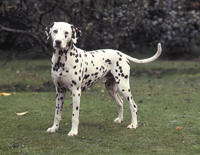 Dalmation Guide, Origin, Characteristics, and Personality