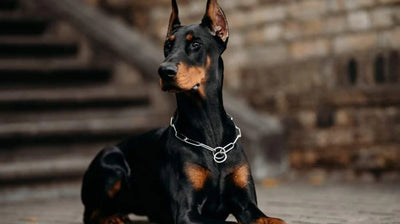 Doberman Guide, Origin, Characteristics, and Personality