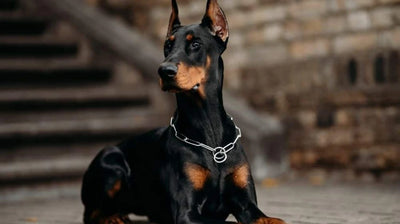 Doberman Guide, Origin, Characteristics, and Personality