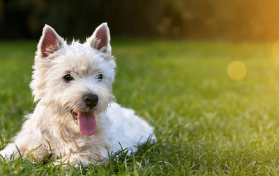 Are onions safe for your dogs?