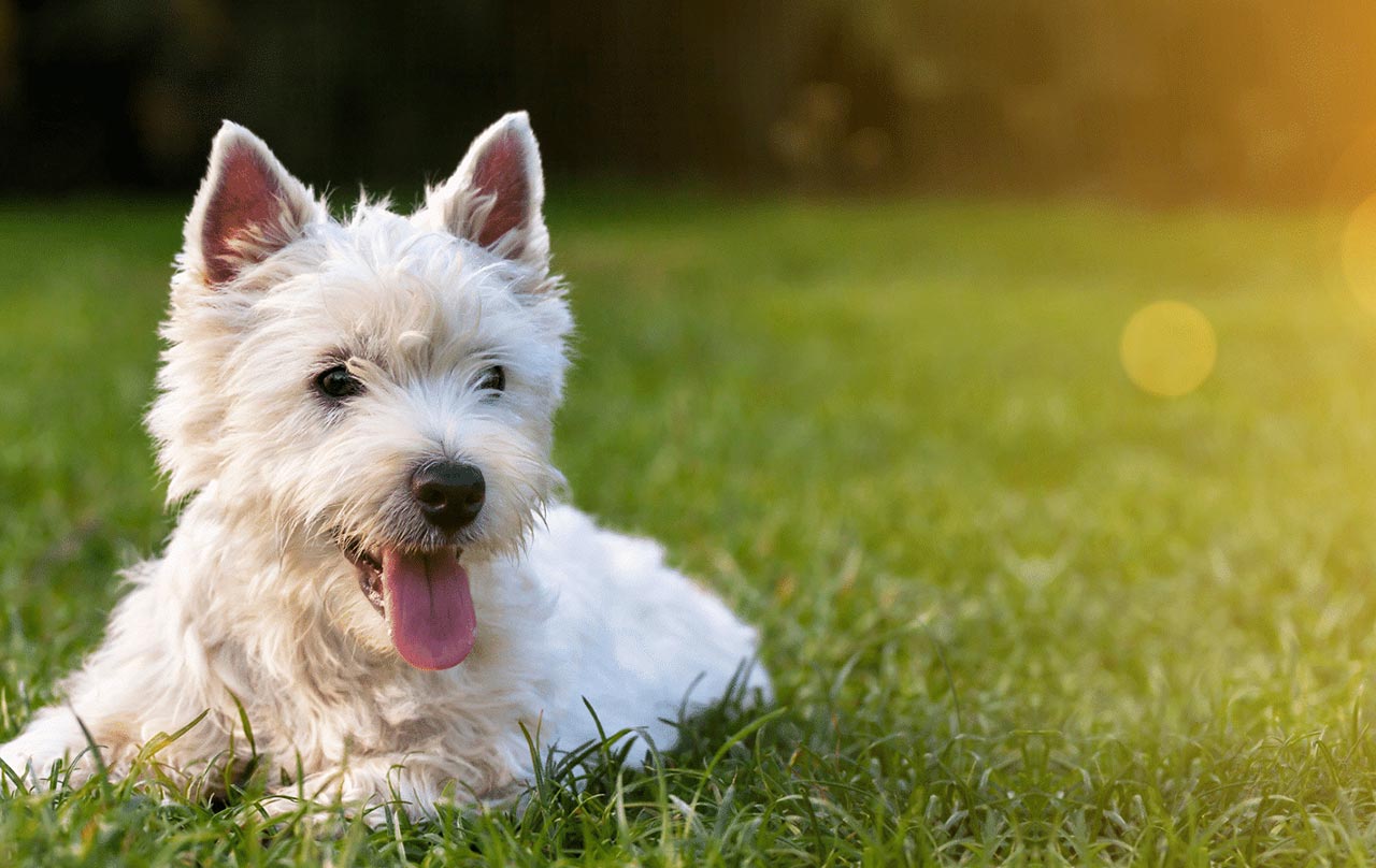 Are onions safe for your dogs?