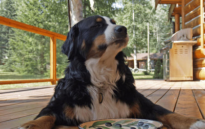 Why Broccoli is a Brilliant Addition to your Dog’s Diet