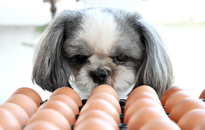 Can Dogs Eat Eggs?