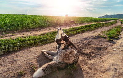 5 Powerfully Nourishing Foods to Alleviate Allergies in Dogs