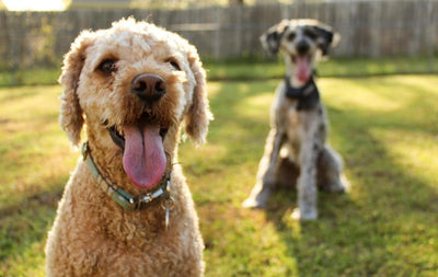 Green-Lipped Mussels: A Dog’s Joint Health Superhero