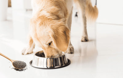 Super Seed for your Dog: Chia Seeds