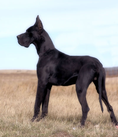 Great Dane Guide, Origin, Characteristics, and Personality