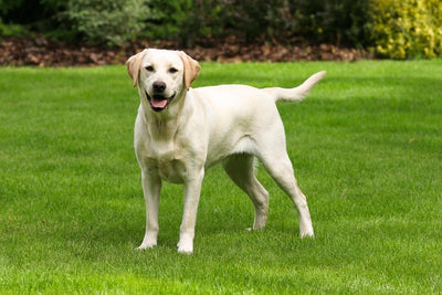 Labrador Guide, Origin, Characteristics, and Personality