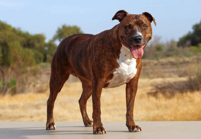 Pitbull Guide, Origin, Characteristics, and Personality