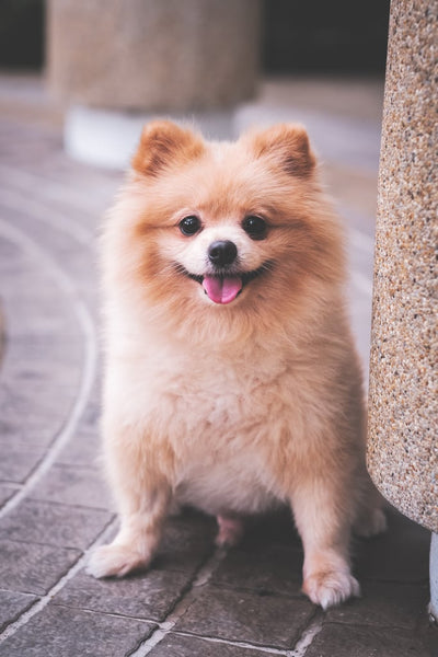 Pomeranian Guide, Origin, Characteristics, and Personality