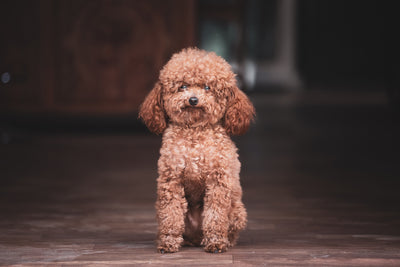 Miniature Poodle Guide, Origin, Characteristics, and Personality