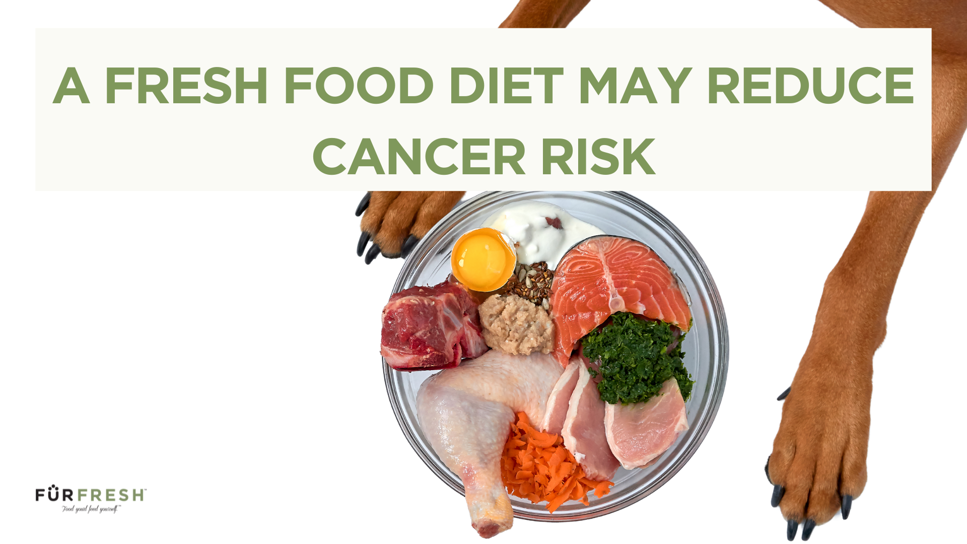 Fresh Dog Food May Reduce Cancer Risk