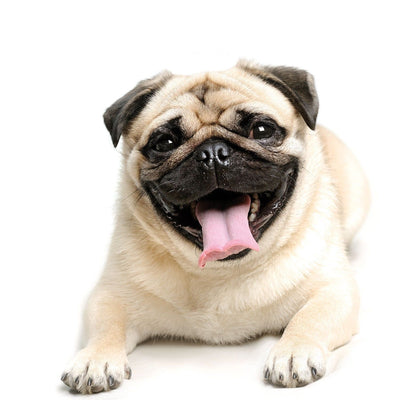 Pug Guide, Origin, Characteristics, and Personality