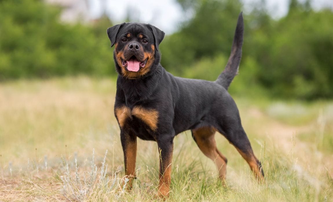 Rottweiler Guide, Origin, Characteristics, and Personality