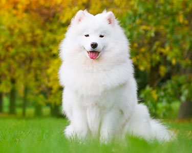 Samoyed Guide, Origin, Characteristics, and Personality