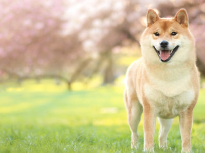 Shiba Inu Guide, Origin, Characteristics, and Personality
