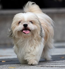 Shih Tzu Guide, Origin, Characteristics, and Personality