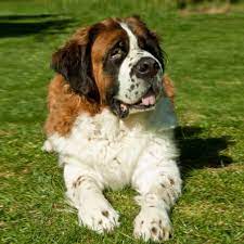 St Bernard Guide, Origin, Characteristics, and Personality