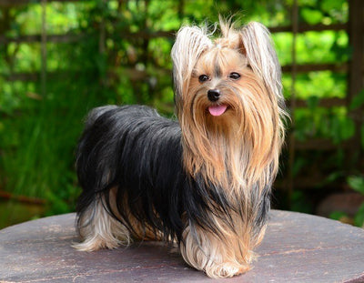 Yorkshire Terrier Guide, Origin, Characteristics, and Personality