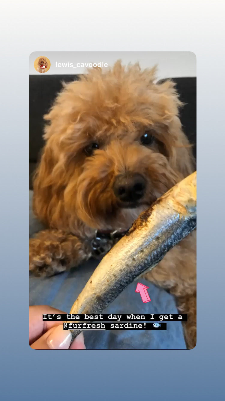 FurFresh Christmas Bon Bon Australian Whole Raw Sardines 2025 Edition