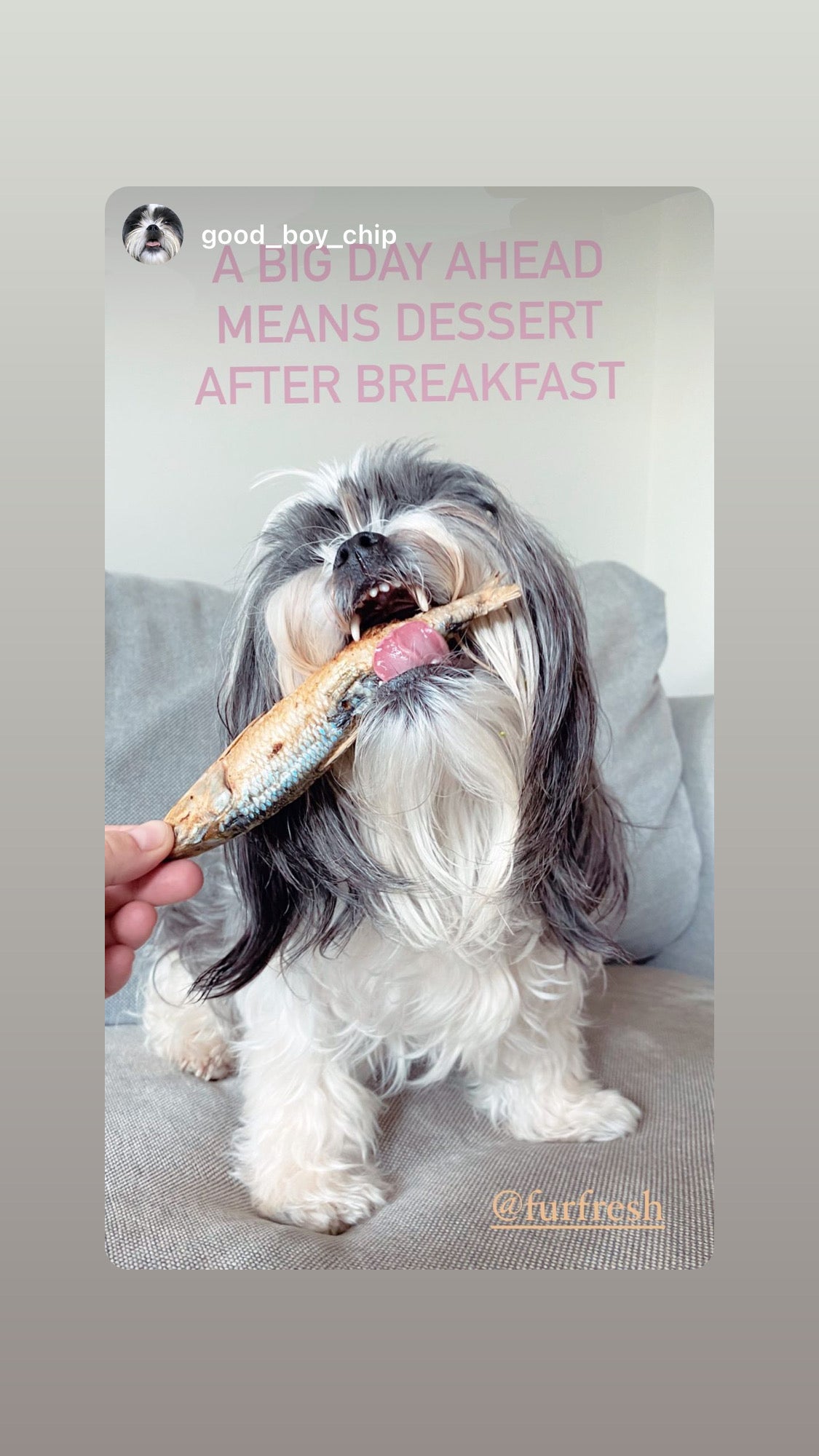 FurFresh Christmas Bon Bon Australian Whole Raw Sardines 2025 Edition