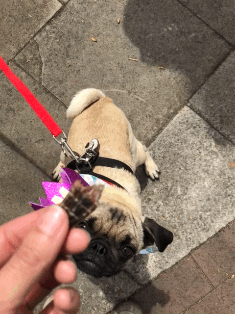 FurFresh Christmas Australian Kangaroo Jerky Cracker 2025 Edition