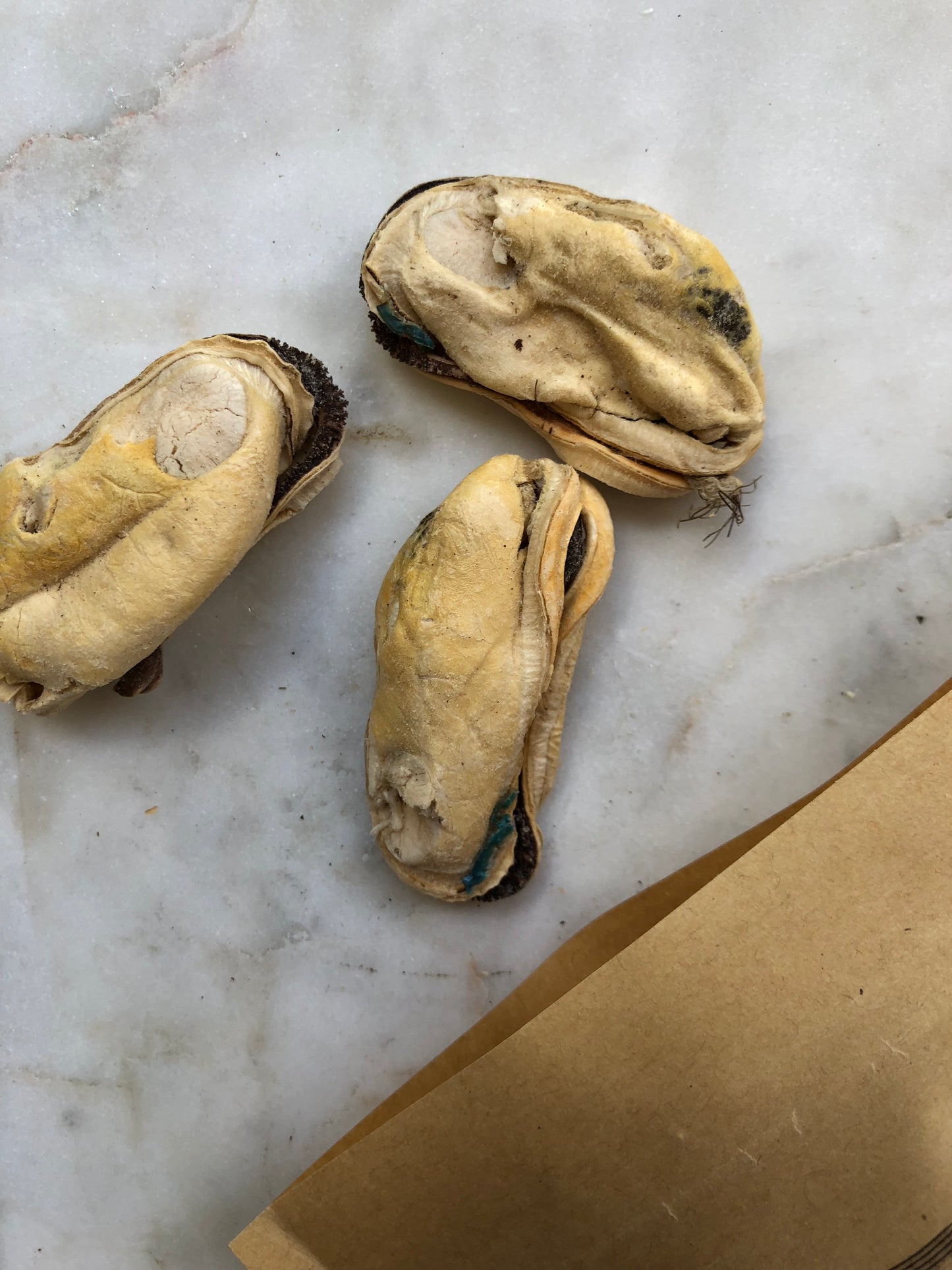 FurFresh Premium NZ Green Lipped Mussels Freeze Dried 48g