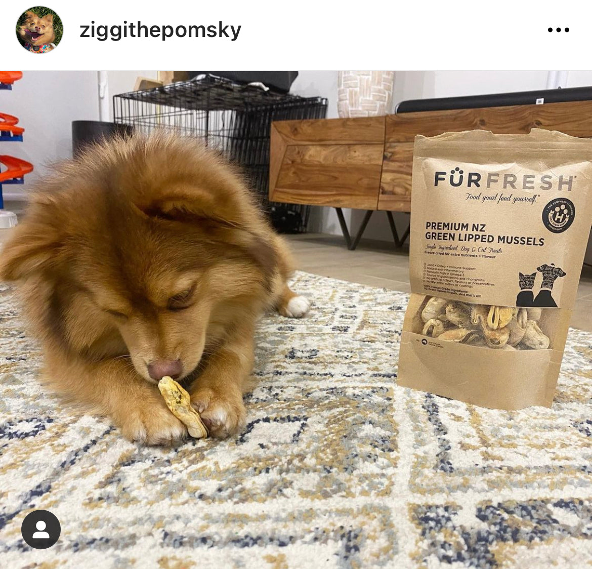 FurFresh Christmas Ornament Premium NZ Green Lipped Mussels 2025 Edition