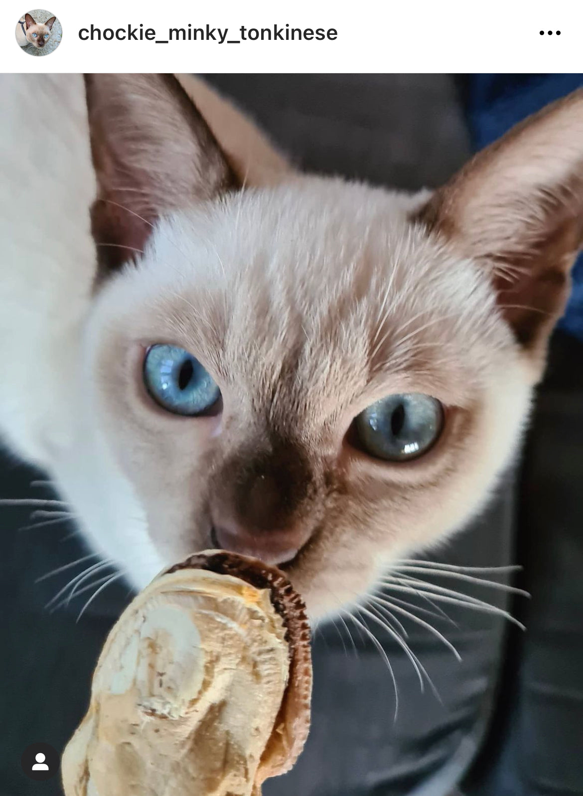 FurFresh Christmas Ornament Premium NZ Green Lipped Mussels 2025 Edition