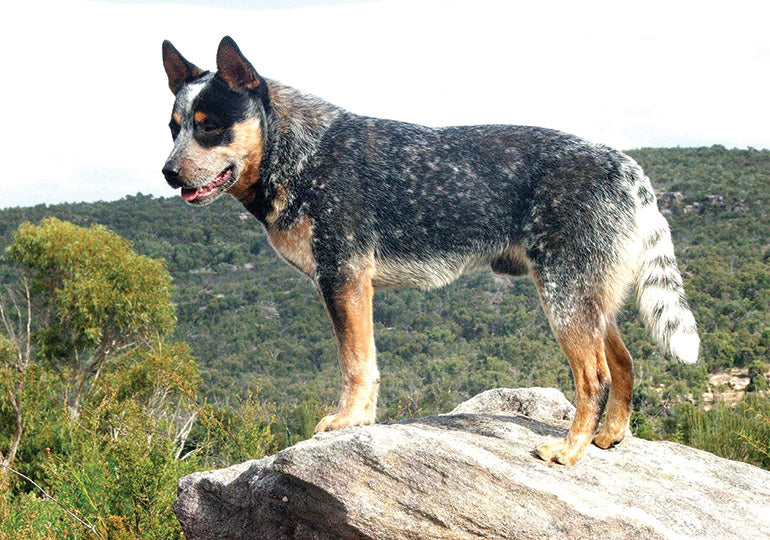 Australian Cattle Dog Guide, Origin, Characteristics, and Personality