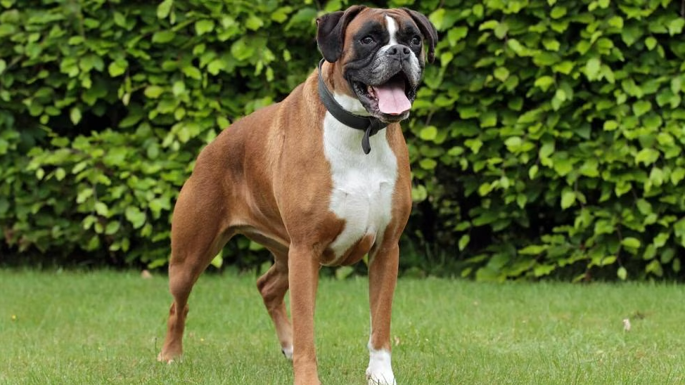 Boxer Guide The Ultimate Boxer Guide, Behaviour, Personality, Common issues – FurFresh
