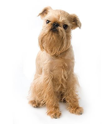 Brussels Griffon Guide, Origin, Characteristics, and Personality