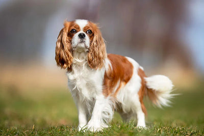 Cavalier King Charles Spaniel Guide, Origin, Characteristics, and Personality