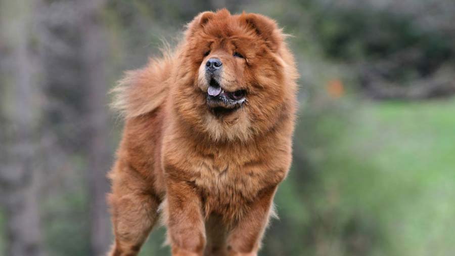 Chow Chow Guide, Origin, Characteristics, and Personality