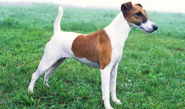 Smooth Fox Terrier Guide, Origin, Characteristics, and Personality