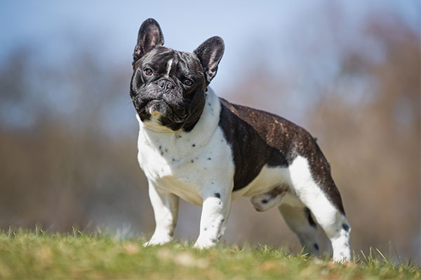 French Bulldog Guide, Origin, Characteristics, and Personality