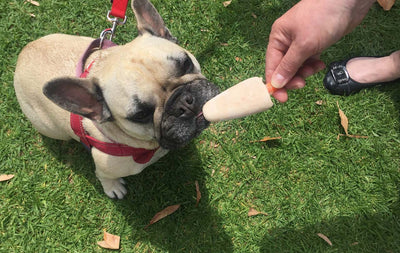 Why you shouldn't share your ice cream with your dog