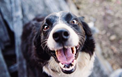 How to Keep your Dog's Teeth Healthy (And Say Goodbye to Yearly Dental Cleans)