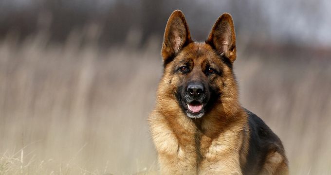 The Ultimate German Shepherd Guide, Behaviour, Personality, Common ...